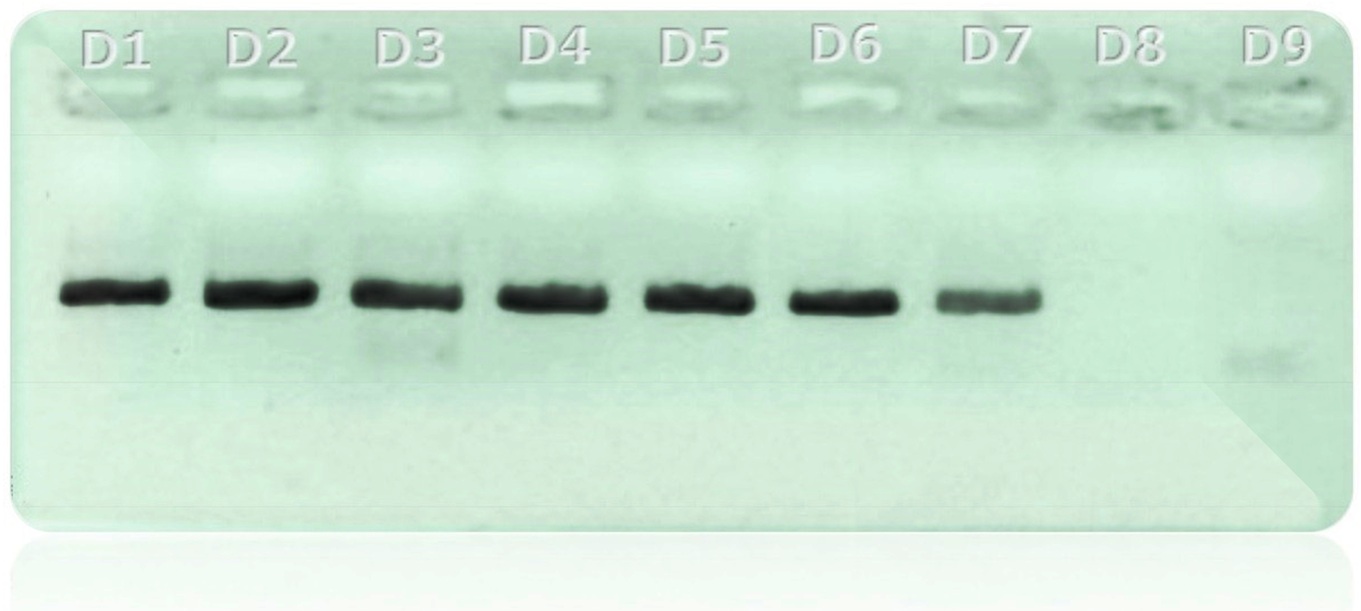 mtDNAtest.com sensitivity primer set B